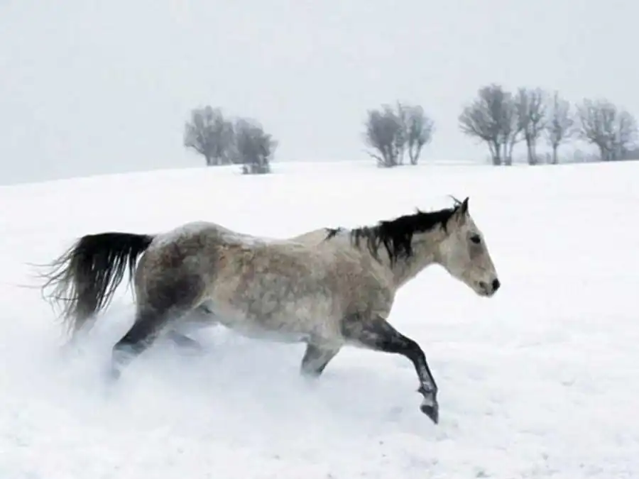 Популяционно-видовые плеяды Популяционно-видовые плеяды