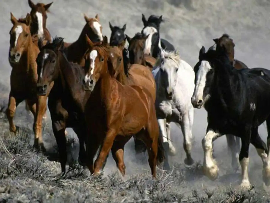 Литература по стабилизирующему отбору. Часть 3 Литература по стабилизирующему отбору. Часть 3