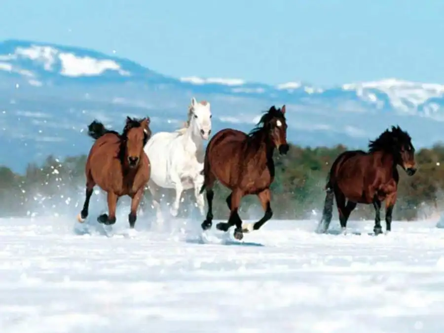Литература по стабилизирующему отбору. Часть 5 Литература по стабилизирующему отбору. Часть 5