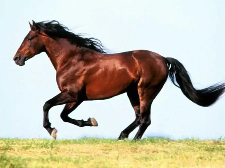 Закономерности сопряженной эволюции Закономерности сопряженной эволюции