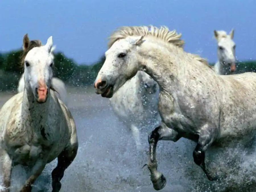 Признаки специфического энтомофила Признаки специфического энтомофила