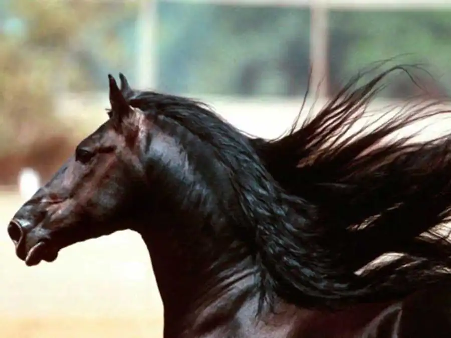 Закономерный ход эволюции животных Закономерный ход эволюции животных