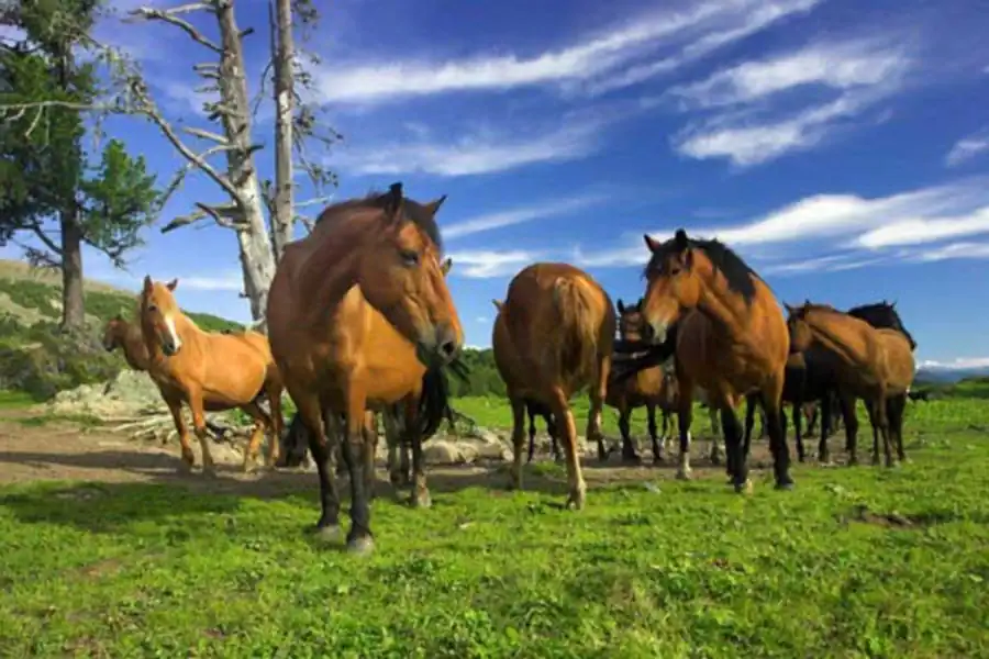 Эволюционные парадоксы Эволюционные парадоксы