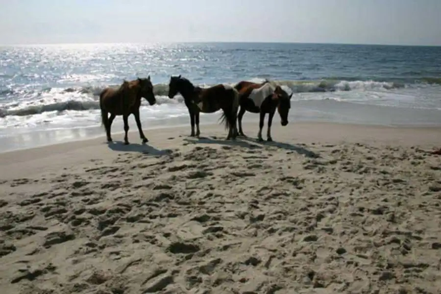 Направления в эволюции Направления в эволюции