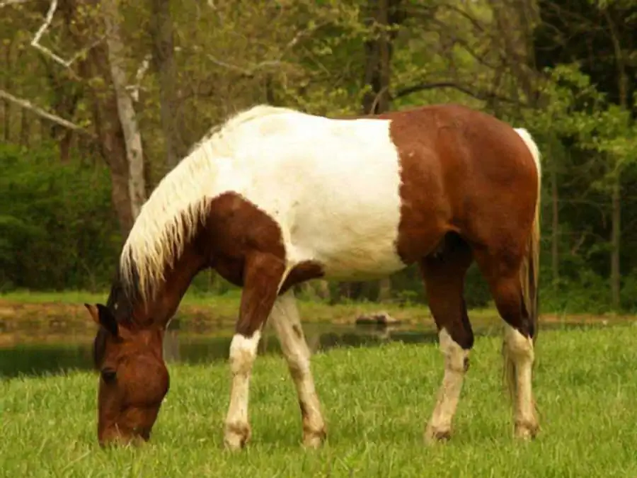 Ступени филогенетического древа Ступени филогенетического древа