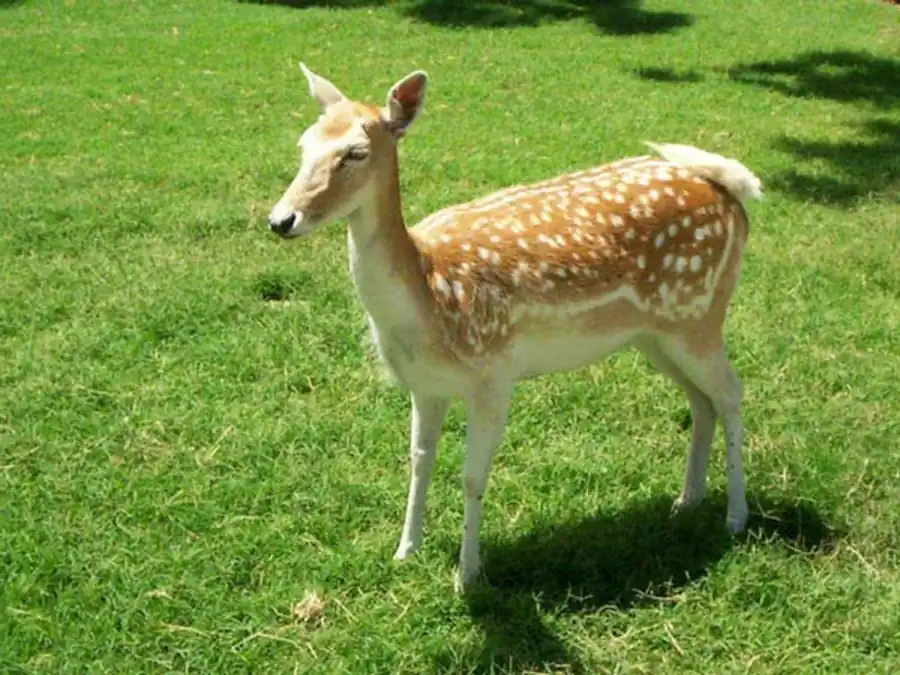 Изменение генотипического состава популяций Изменение генотипического состава популяций