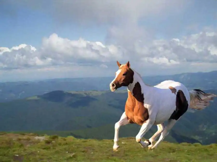 Межвидовая и внутривидовая изменчивость жилкования крыла в семействе дрозофилид (Drosophilidae) Межвидовая и внутривидовая изменчивость жилкования крыла в семействе дрозофилид (Drosophilidae)