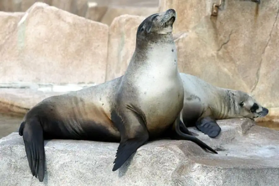 Пример координации в историческом развитии Пример координации в историческом развитии