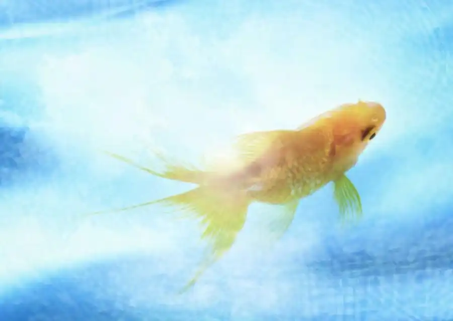 Гетерозиготные мутации в генотипе популяций Гетерозиготные мутации в генотипе популяций