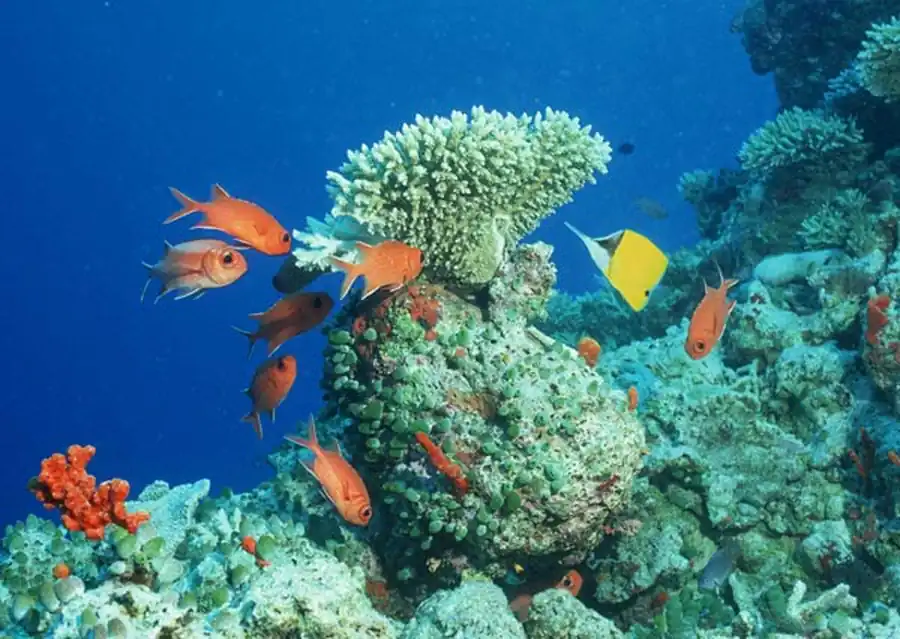 Внутривидовая корреляция Внутривидовая корреляция