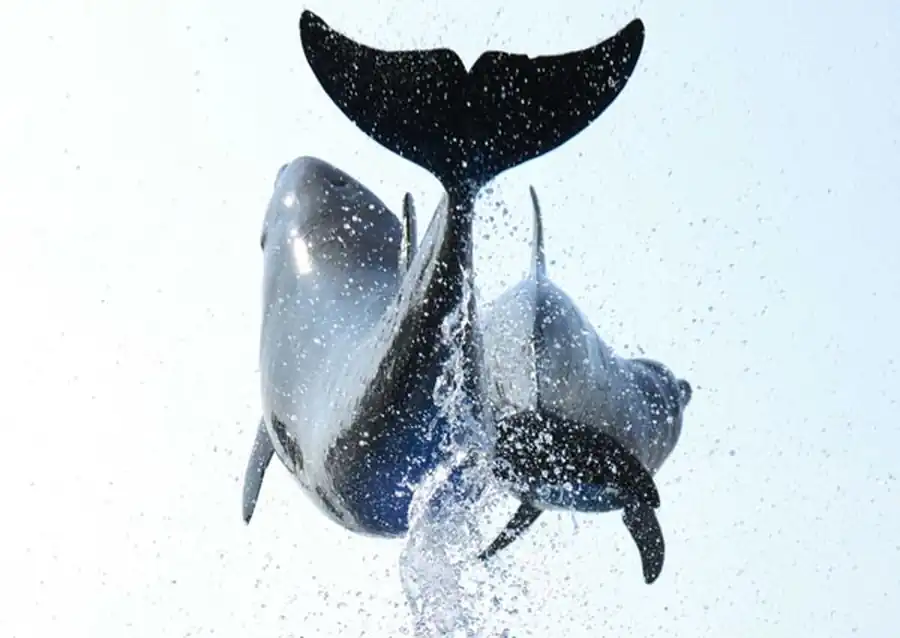 Процесс эволюции в пределах разных систематических категорий