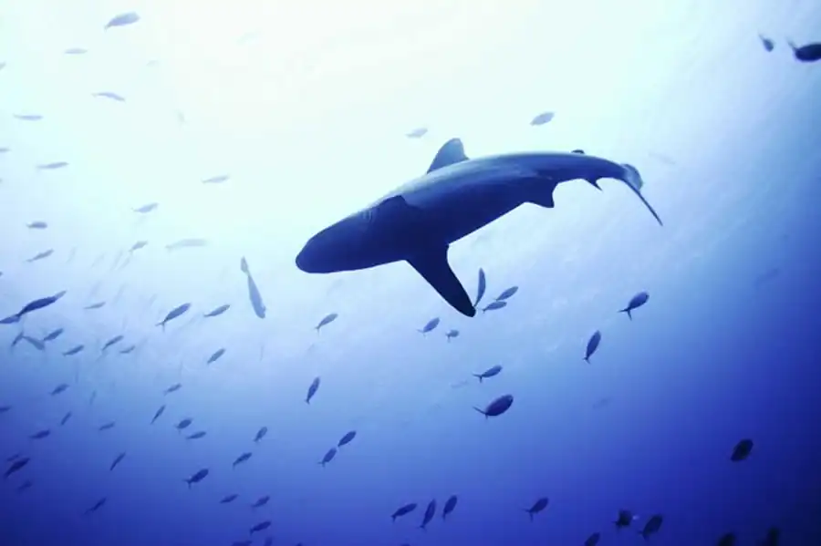 Наблюдения над полиморфизмом популяций Наблюдения над полиморфизмом популяций