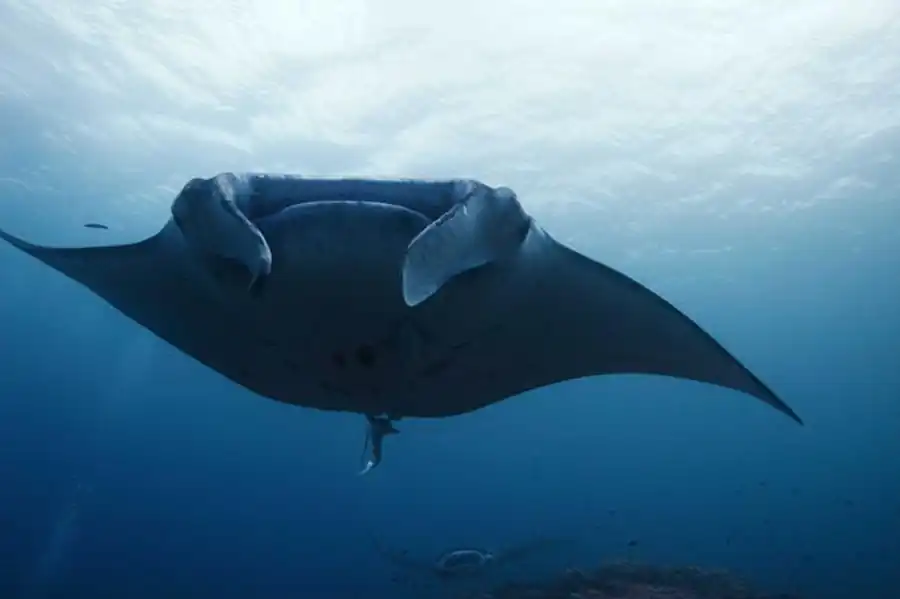 Мутация повышает жизнеспособность Мутация повышает жизнеспособность