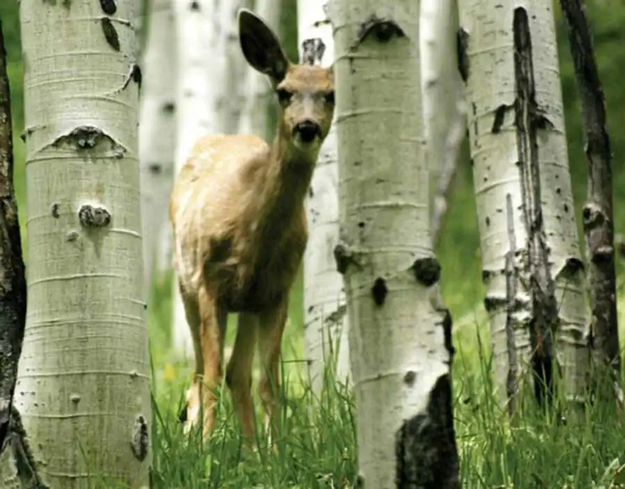 Литература по эволюционной мутабильности. Часть 1 Литература по эволюционной мутабильности. Часть 1