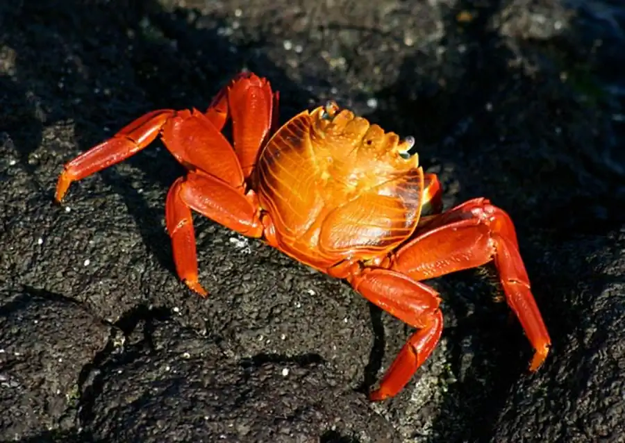 Изменение при модификационной изменчивости