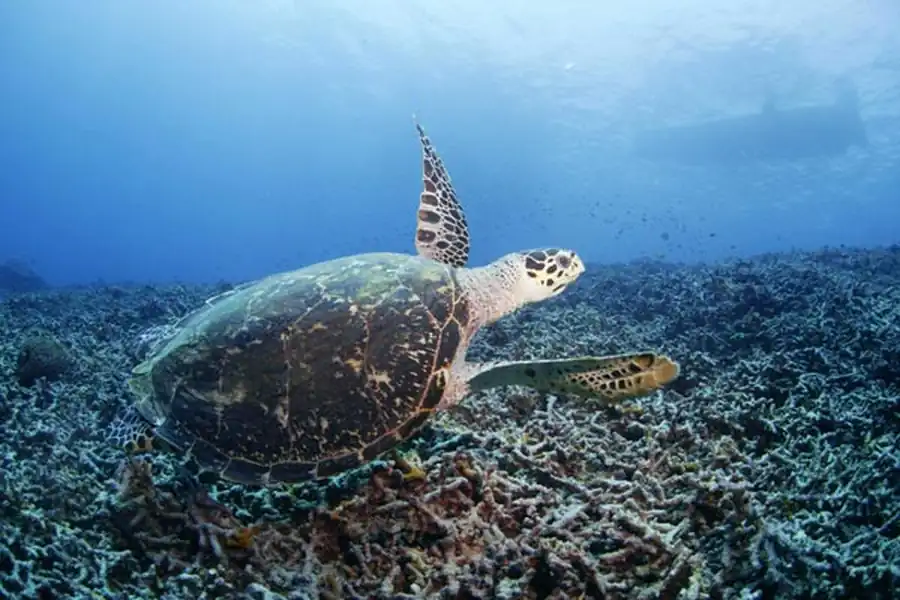 Изучение географической изменчивости Изучение географической изменчивости