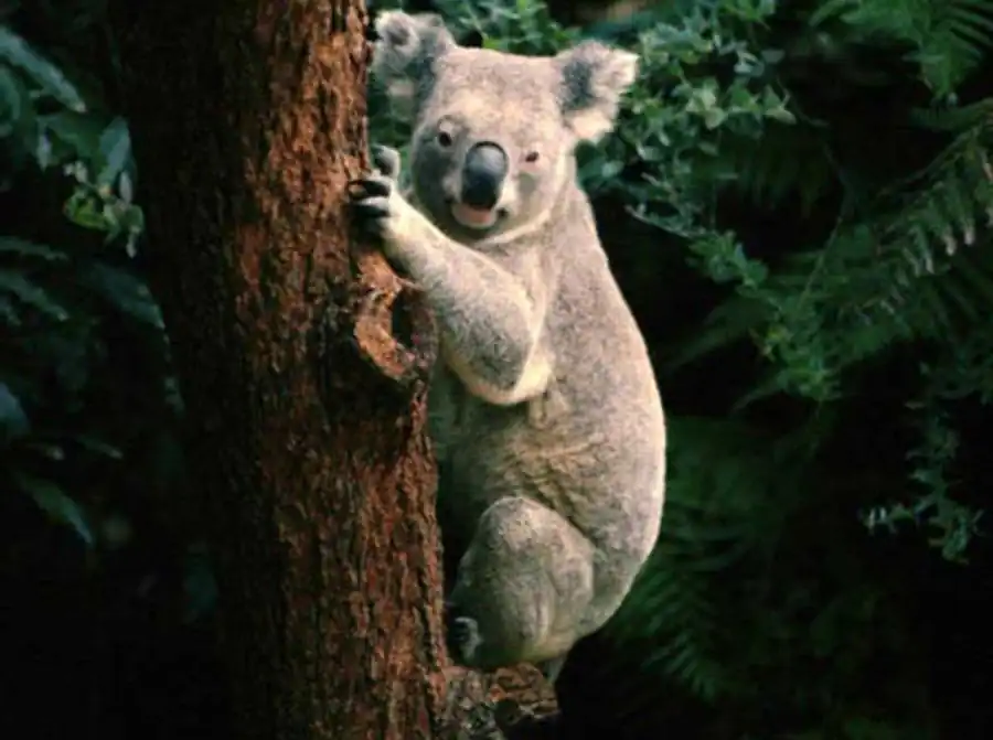 Эволюция целого комплекса признаков Эволюция целого комплекса признаков