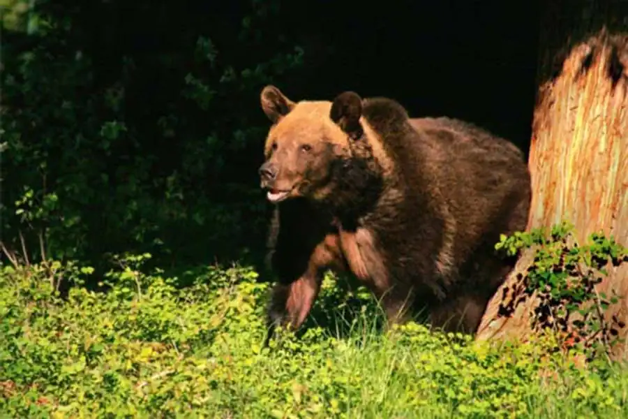 Литература по вопросам закономерностей эволюции Литература по вопросам закономерностей эволюции