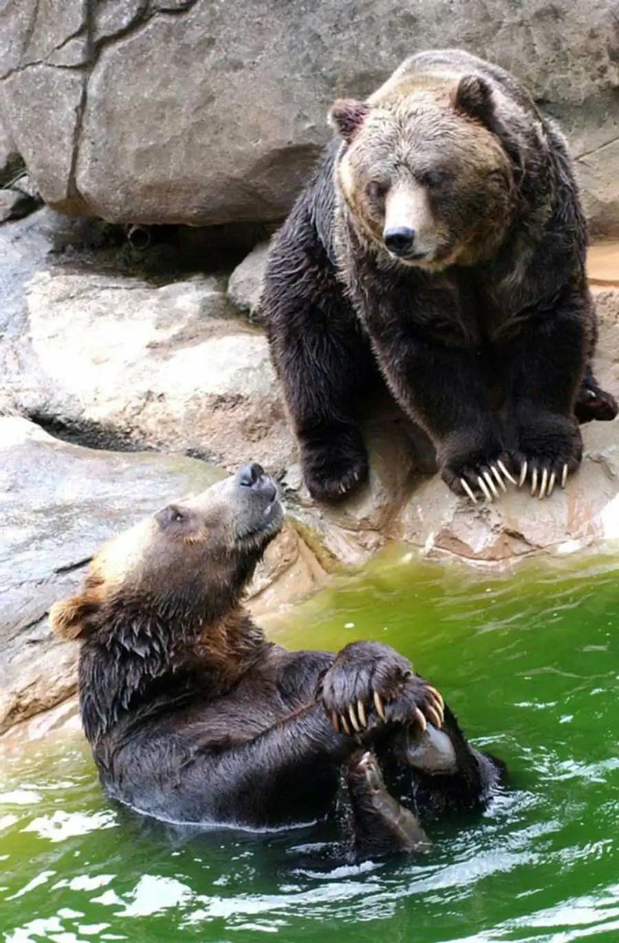 Проблема целостности живых систем в трудах И. И. Шмальгаузена