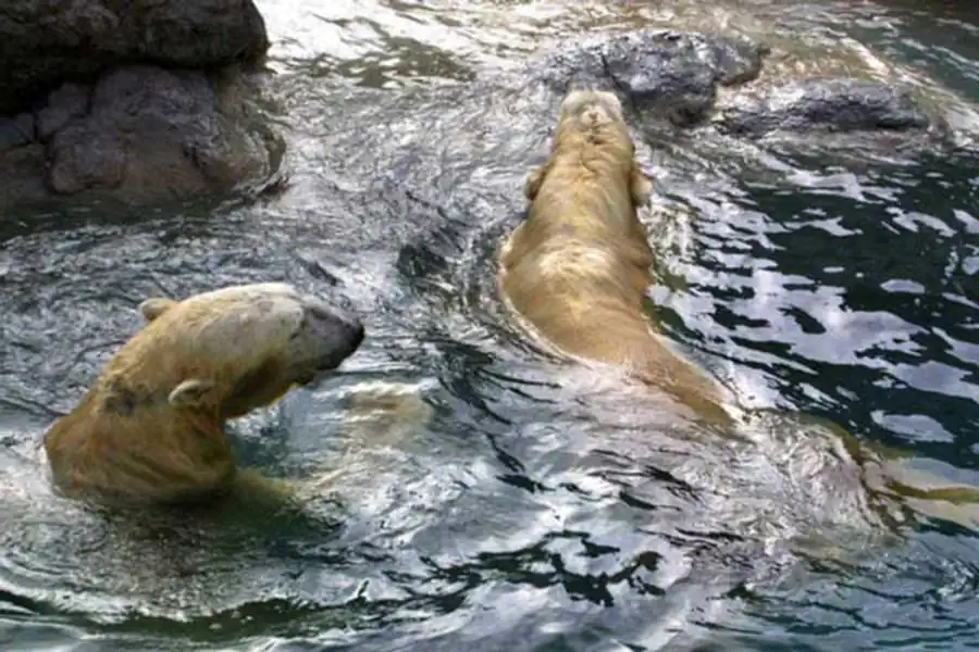 Возникновение в процессе эволюции устойчивости Возникновение в процессе эволюции устойчивости