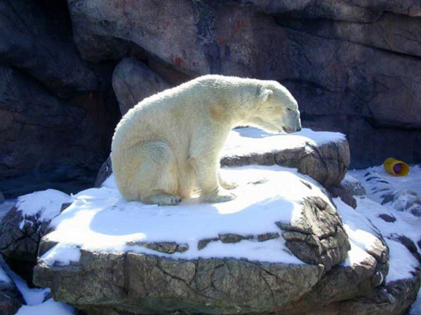 Способы воспроизведения живых систем