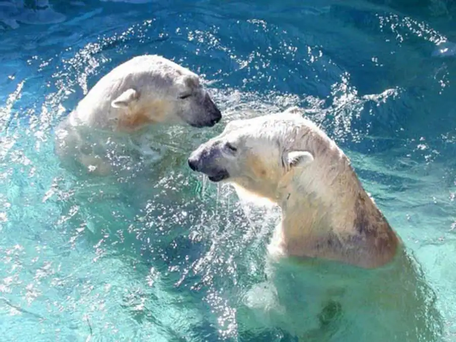 Развитие организма жестко контролируется генотипом Развитие организма жестко контролируется генотипом