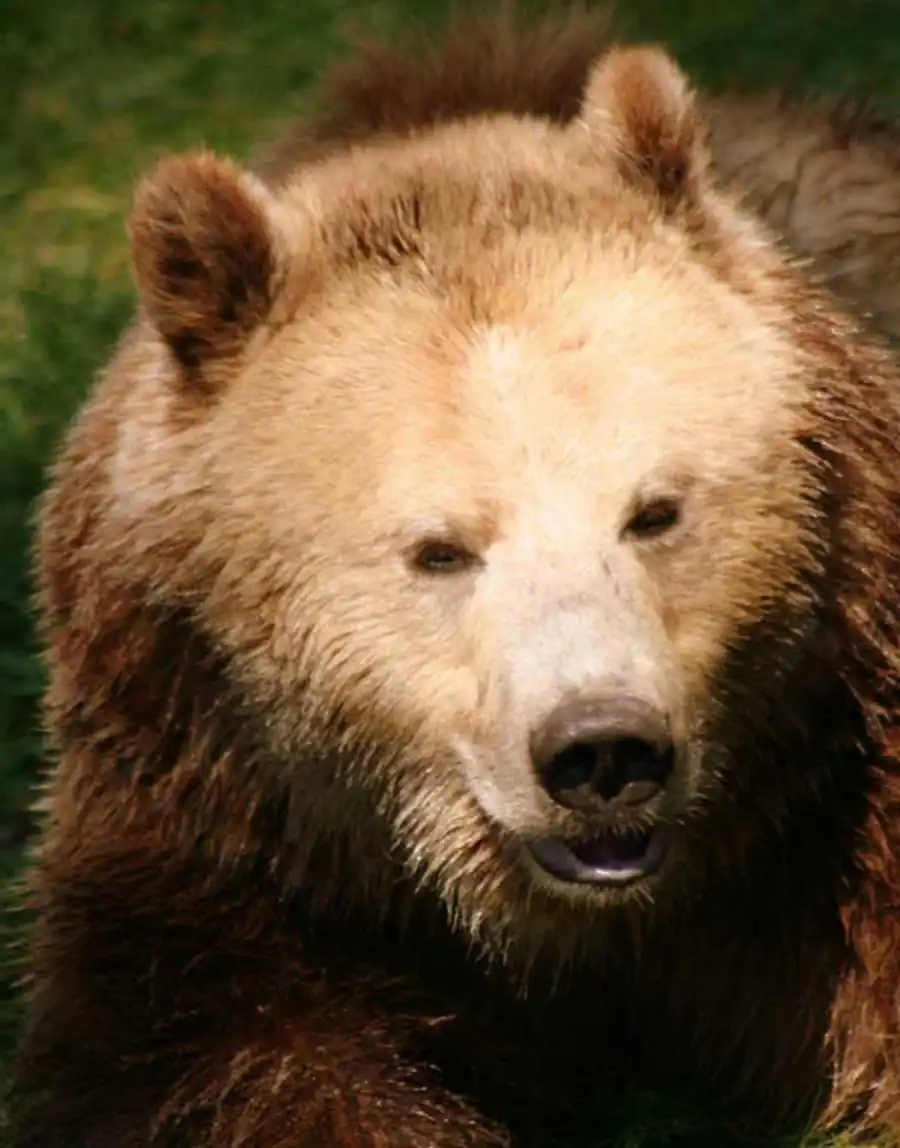 Участие естественного отбора Участие естественного отбора