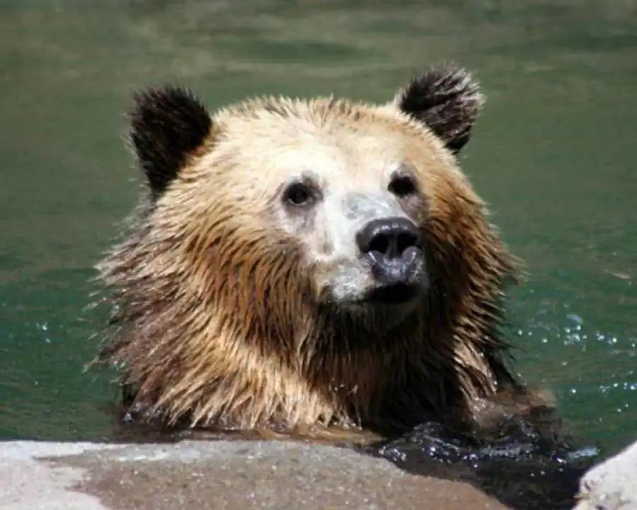 Независимость формирования окраски от воздействия среды Независимость формирования окраски от воздействия среды