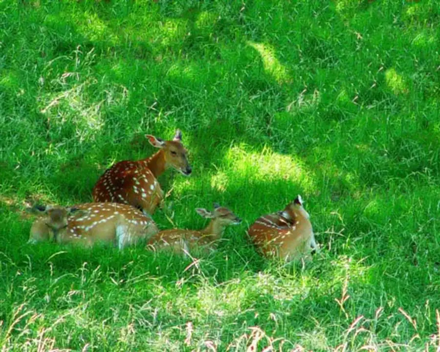 Литература по эволюционной мутабильности. Часть 2 Литература по эволюционной мутабильности. Часть 2
