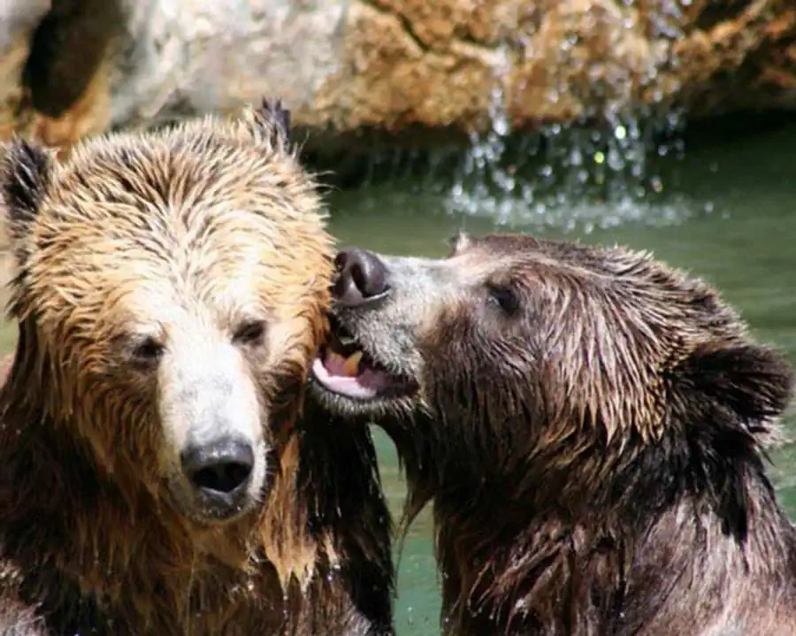 Мозаичность эмбрионального развития Мозаичность эмбрионального развития