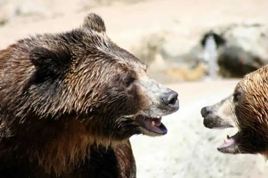 Роль стабилизирующего отбора в эволюции