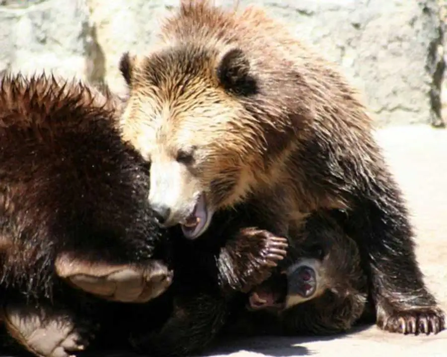 Механизмы возникновения устойчивости и независимости в эволюции Механизмы возникновения устойчивости и независимости в эволюции