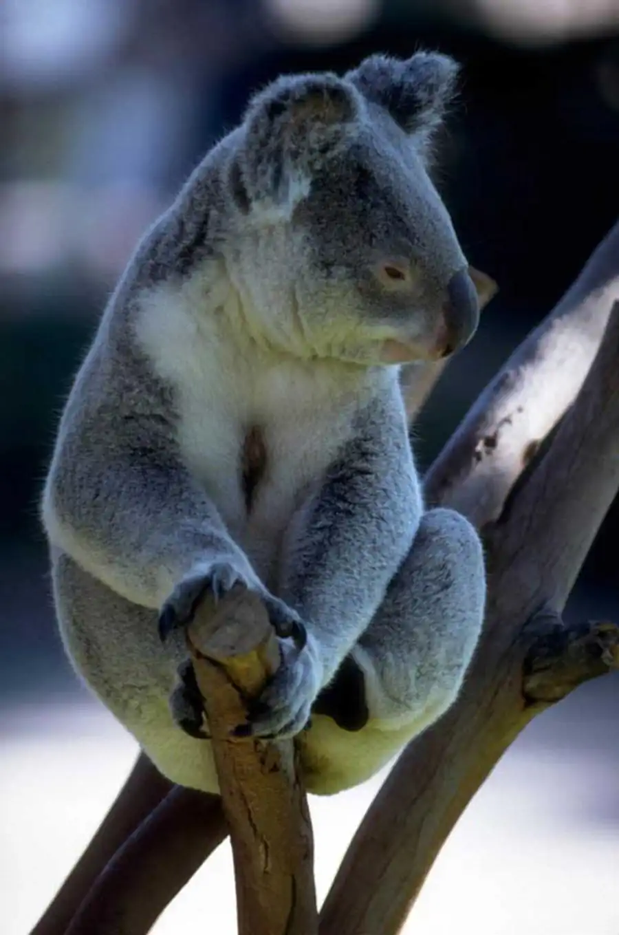 Инадаптивная эволюция Инадаптивная эволюция