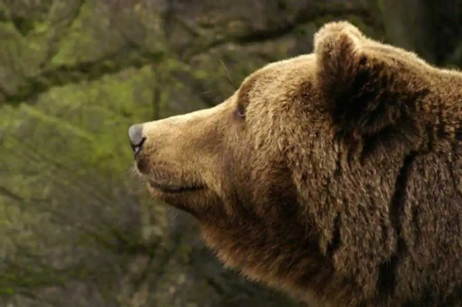 Изучение преобразований организма как целого в процессе эволюции