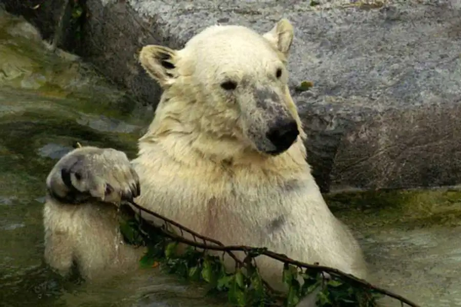 Система регулирования онтогенеза