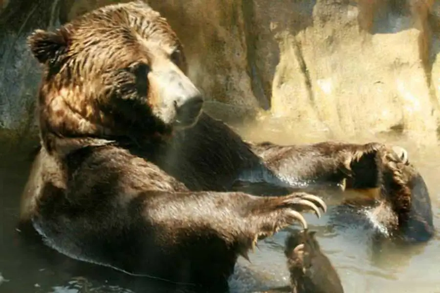 Эволюция в популяциях диплоидных организмов, размножающихся половым путем Эволюция в популяциях диплоидных организмов, размножающихся половым путем