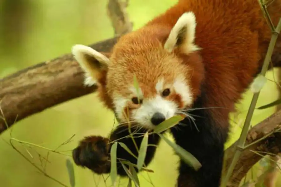 Устойчивость целостных систем надорганизменного уровня Устойчивость целостных систем надорганизменного уровня