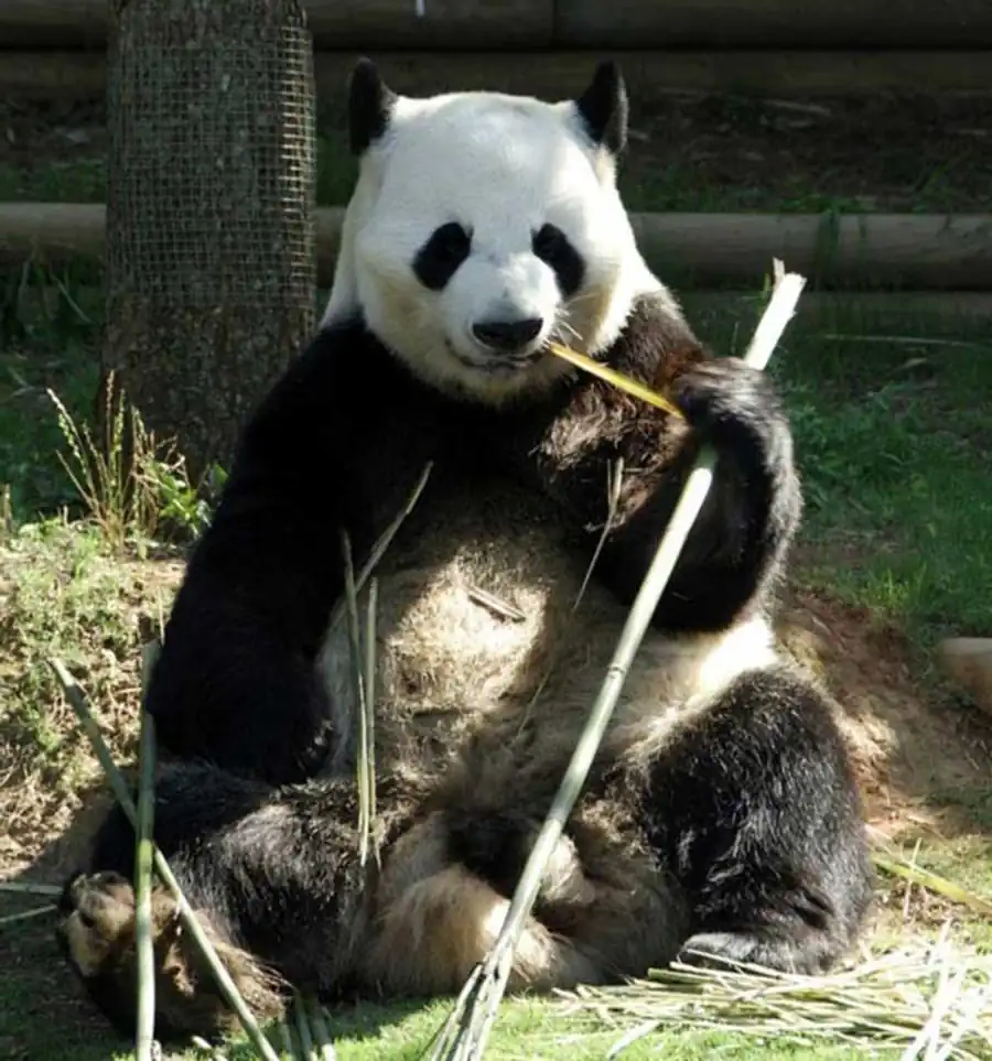 Система взаимоотношений между популяциями видов животных, растений и микроорганизмов Система взаимоотношений между популяциями видов животных, растений и микроорганизмов