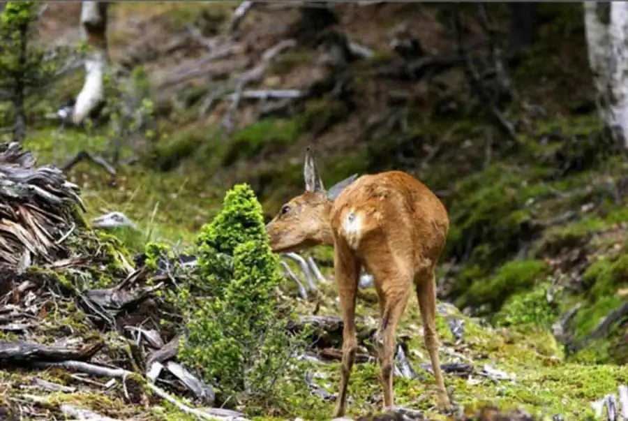 Литература по эволюционной мутабильности. Часть 3 Литература по эволюционной мутабильности. Часть 3