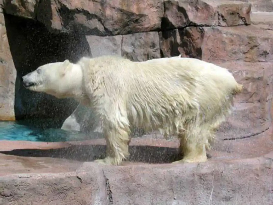 Состав размножающейся части популяции Состав размножающейся части популяции