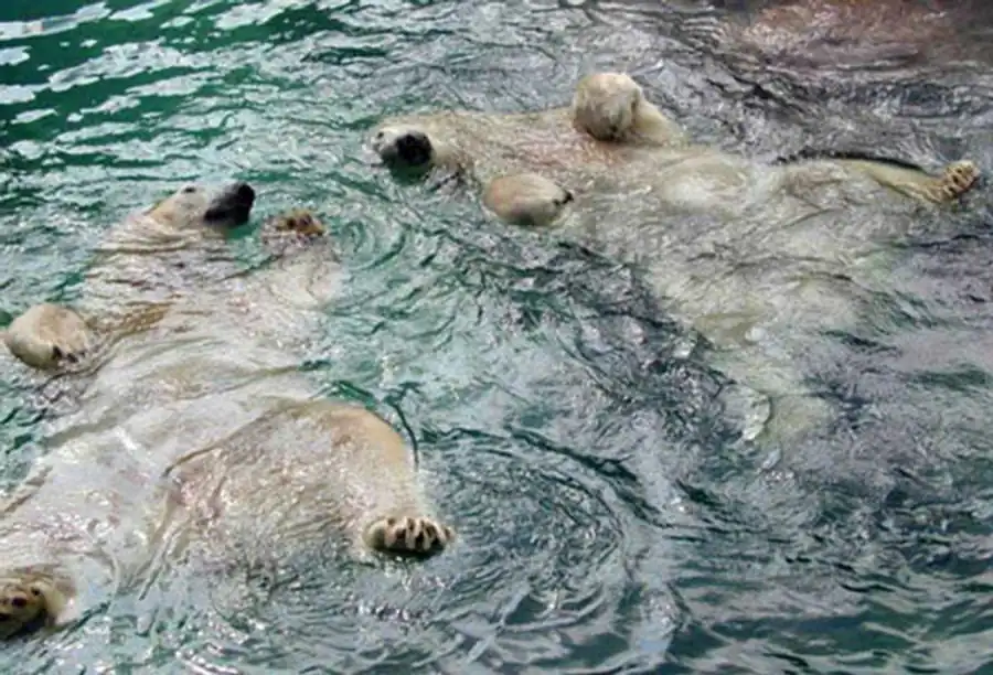 Литература по проблемам целостности живых систем Литература по проблемам целостности живых систем