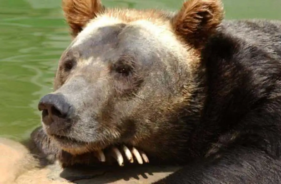 Литература по проблемам целостности живых систем. Часть 2 Литература по проблемам целостности живых систем. Часть 2