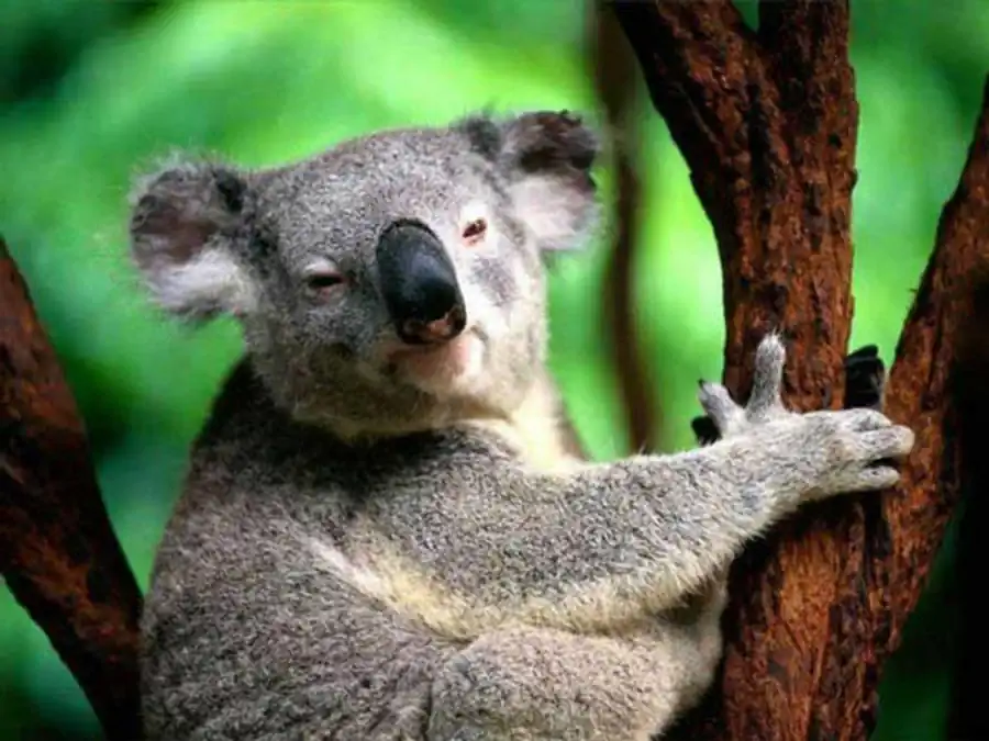 Литература по проблемам целостности живых систем. Часть 3 Литература по проблемам целостности живых систем. Часть 3