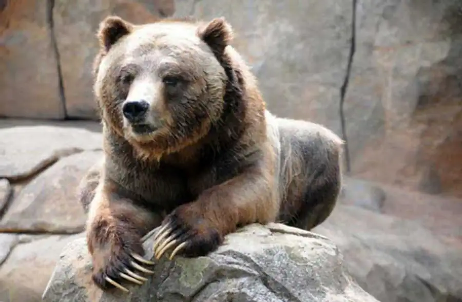 Место теории стабилизирующего отбора И. И. Шмальгаузена в современных эволюционных воззрениях Место теории стабилизирующего отбора И. И. Шмальгаузена в современных эволюционных воззрениях