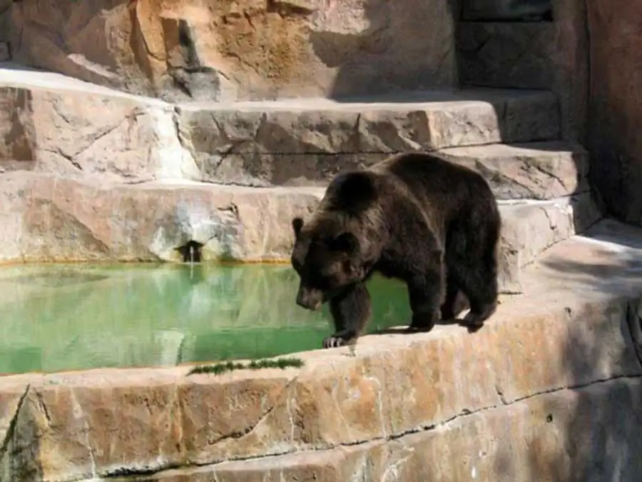 Вид как эволюционирующая система