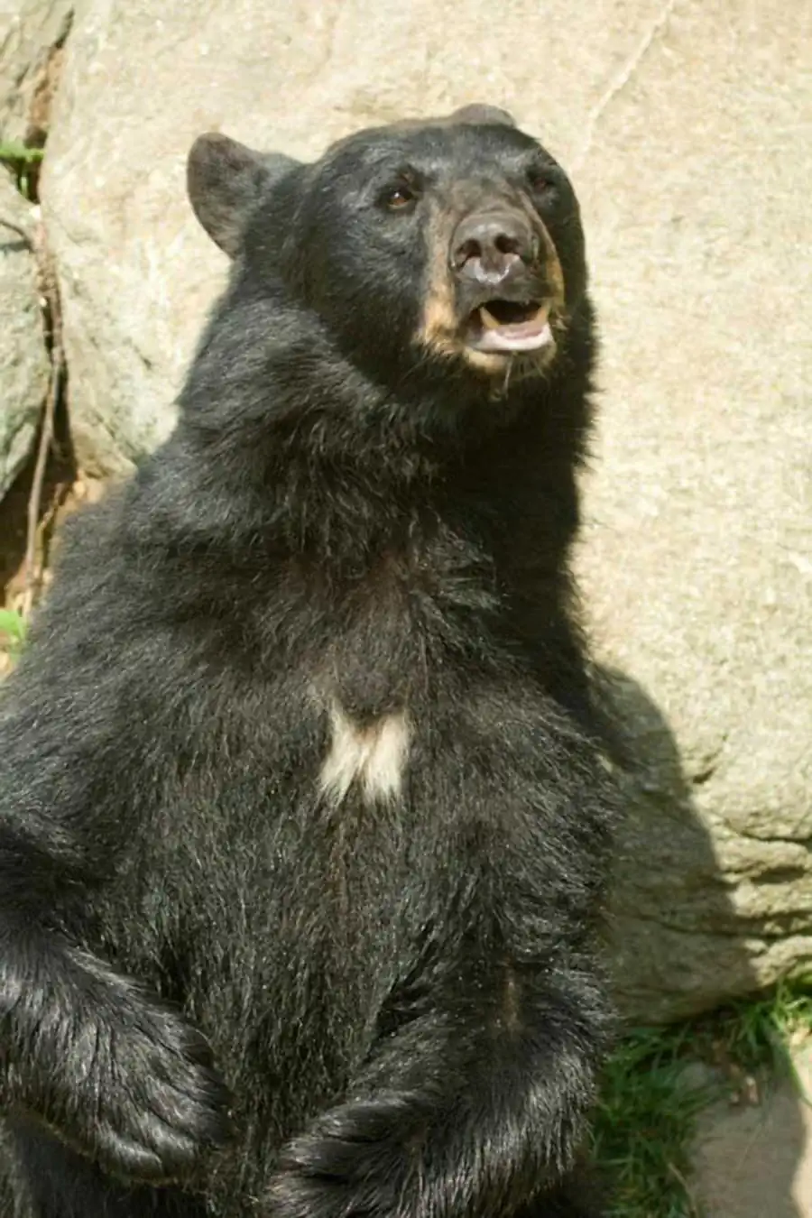 Регуляция в системе вида Регуляция в системе вида