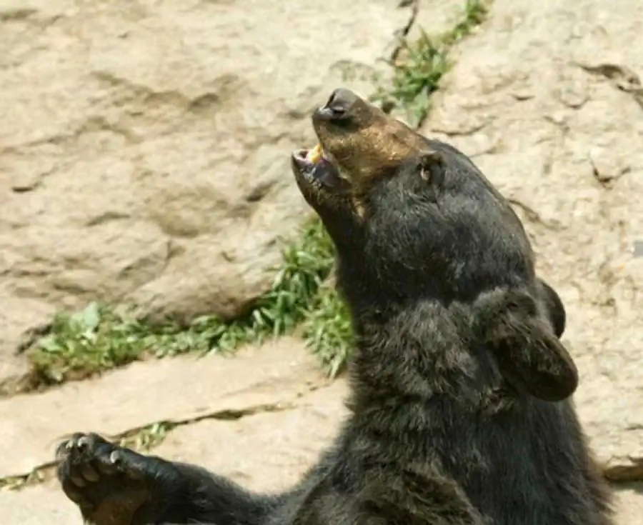 Эволюция - изменчивость, имеющая вектор Эволюция - изменчивость, имеющая вектор