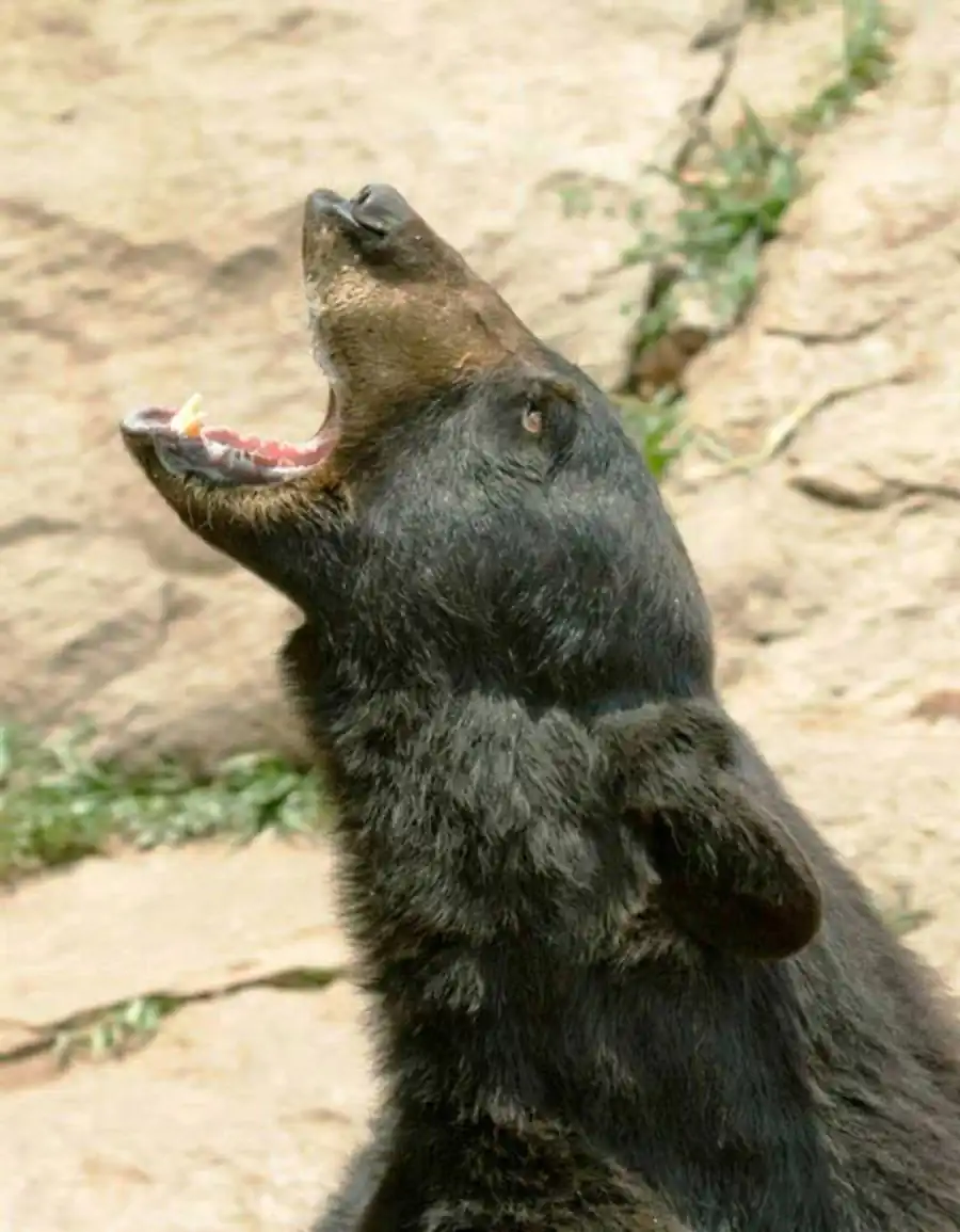 Прерывистое иерархическое разнообразие живых существ