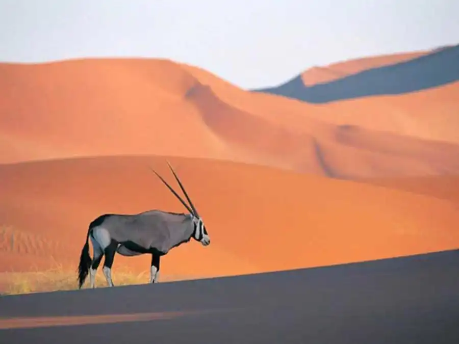 Литература по эволюционной мутабильности. Часть 4 Литература по эволюционной мутабильности. Часть 4