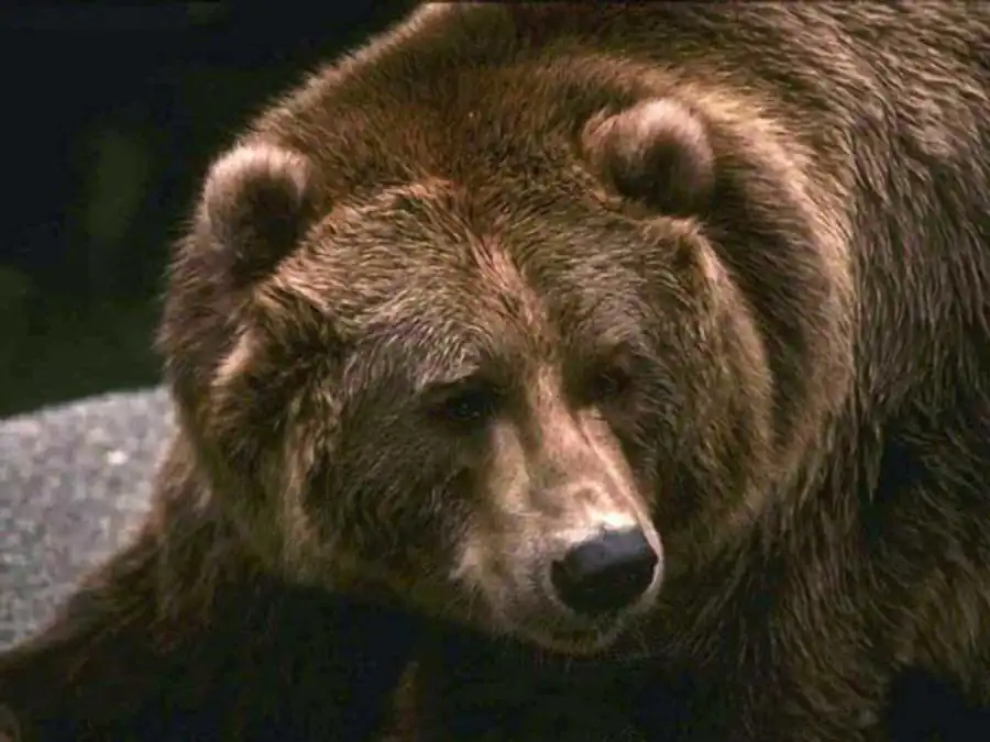 Направление эволюции в сторону снижения числа гомологичных органов